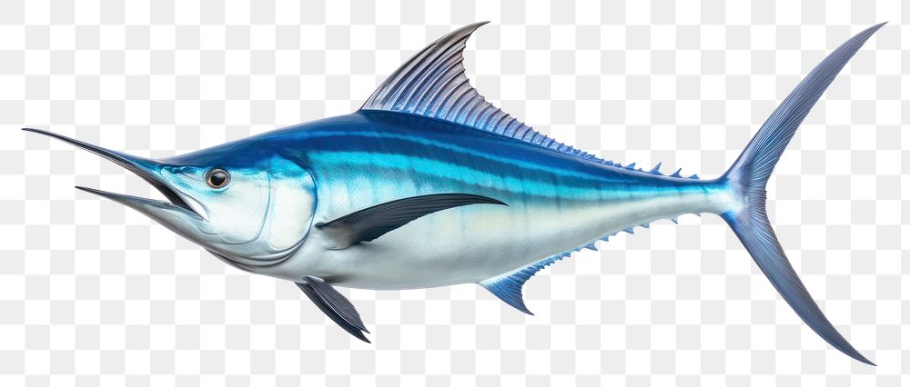 PNG Animal shark fish swordfish. AI generated Image by rawpixel.