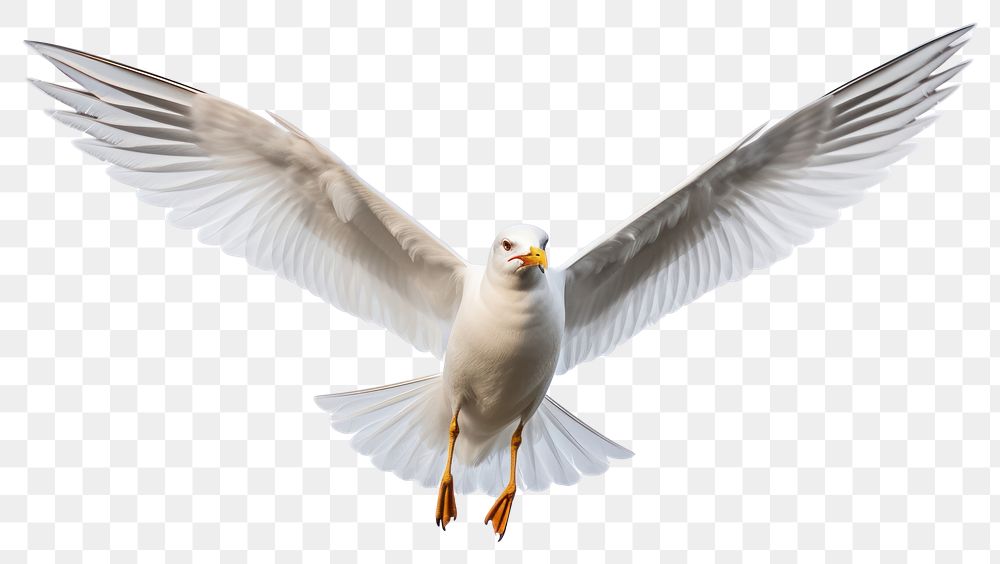 PNG Seagull animal flying bird. AI generated Image by rawpixel.