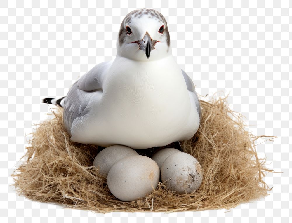 PNG Egg seagull animal bird. AI generated Image by rawpixel.