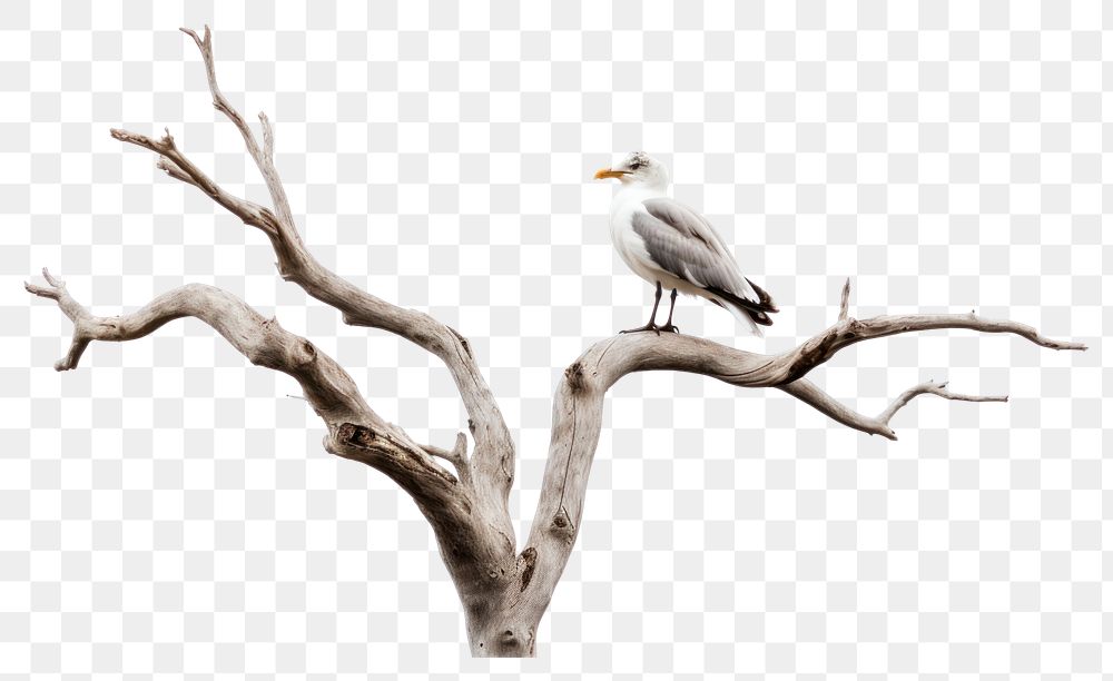 PNG Driftwood animal bird beak. AI generated Image by rawpixel.