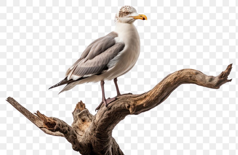 PNG Seagull animal bird beak. AI generated Image by rawpixel.