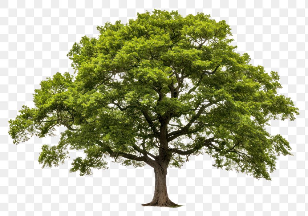 PNG Plant tree tranquility outdoors. 