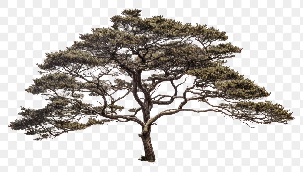 PNG Plant tree tranquility outdoors. 