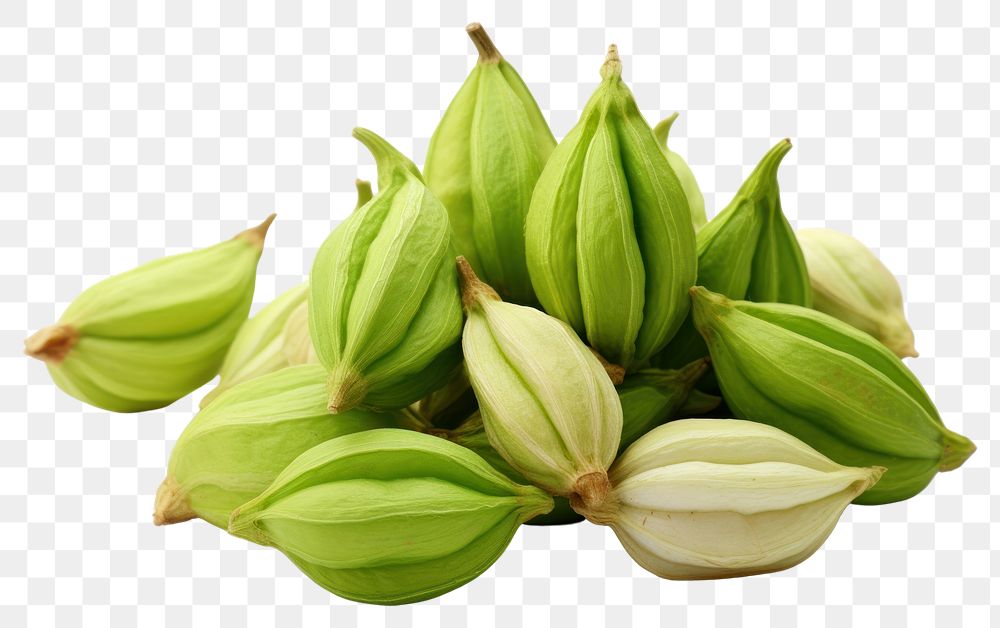 PNG Cardamom plant food white background. AI generated Image by rawpixel.