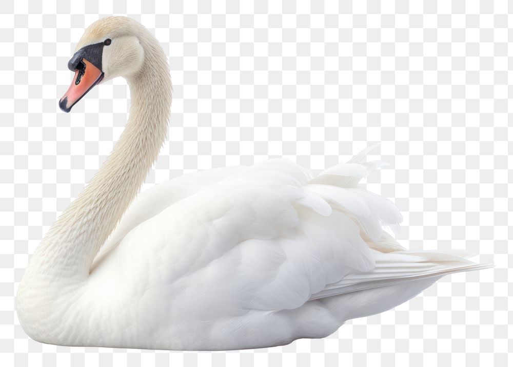 PNG Swan animal white bird. 