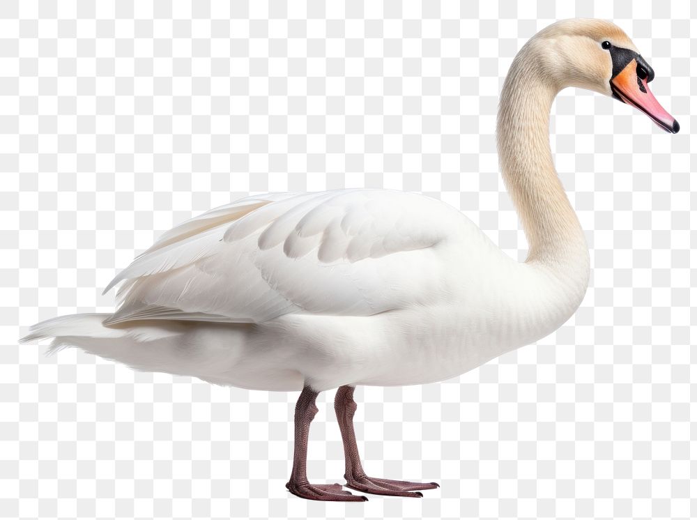 PNG Swan animal goose white. AI generated Image by rawpixel.