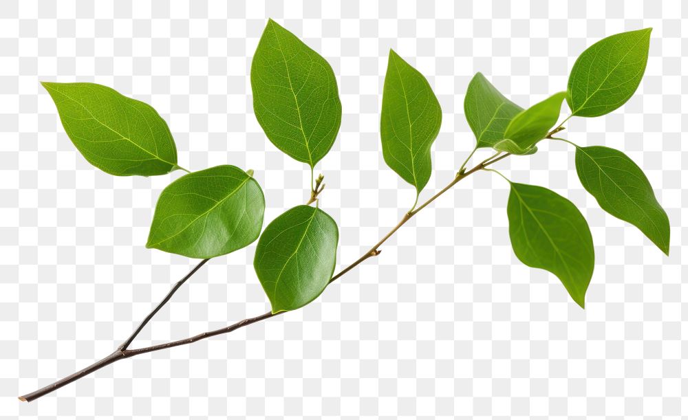 PNG Plant herbs leaf tree. 