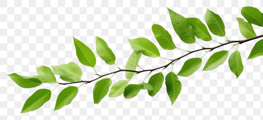 PNG Plant green leaf tree. AI generated Image by rawpixel.