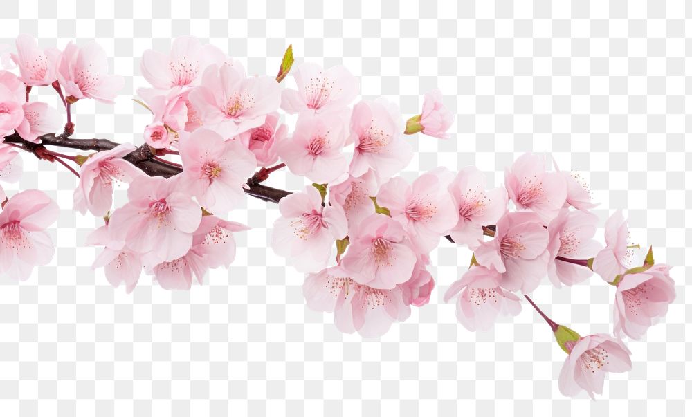 PNG Blossom flower plant inflorescence.