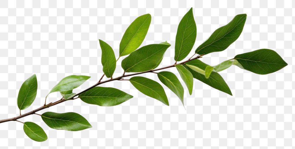 PNG Plant herbs leaf tree. AI generated Image by rawpixel.