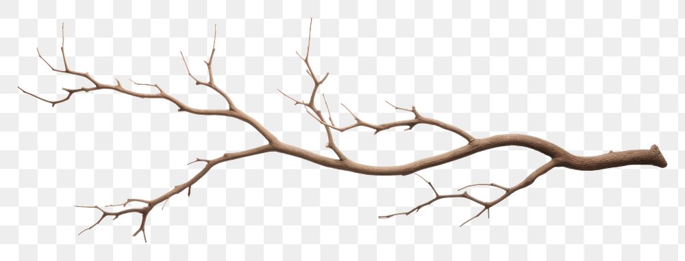 PNG Antler plant tree driftwood
