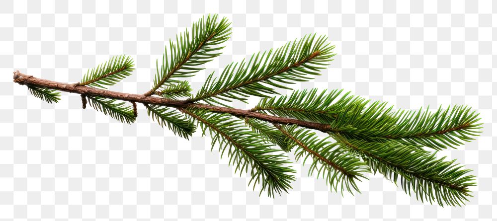PNG Plant tree pine fir