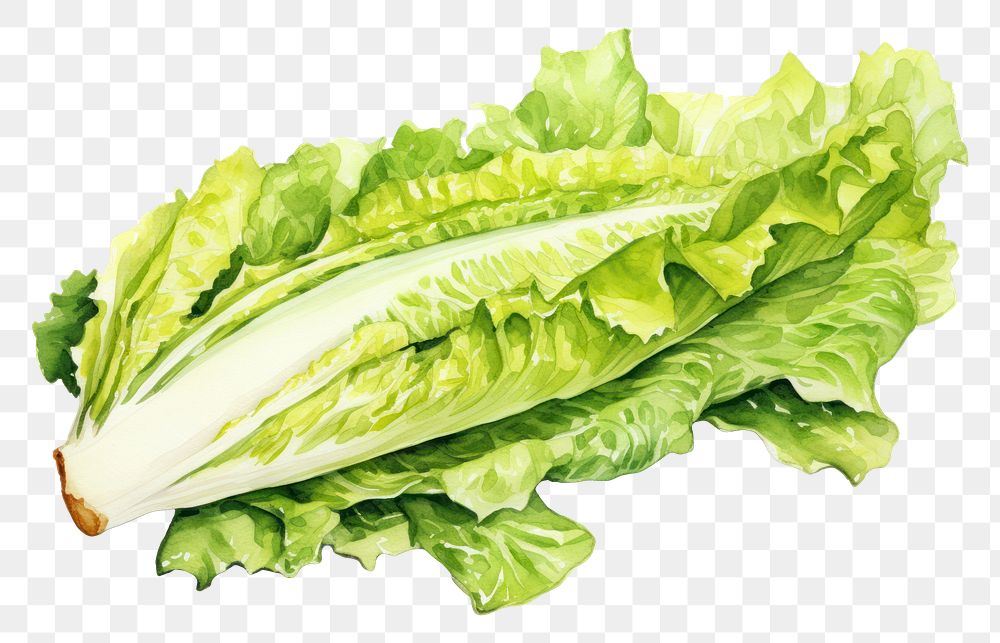 PNG Vegetable lettuce plant food. 