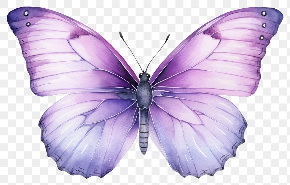 PNG Butterfly animal insect invertebrate