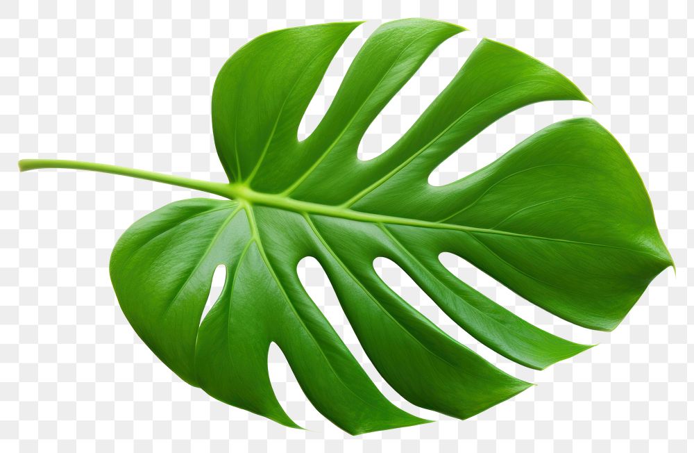 PNG Leaf plant white background xanthosoma. 