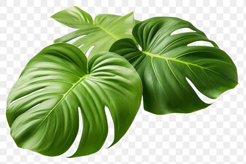 PNG Plant leaf white background xanthosoma. 