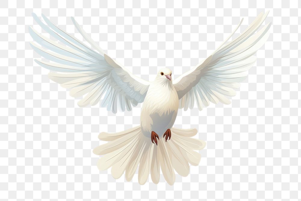 PNG Animal white bird dove. AI generated Image by rawpixel.