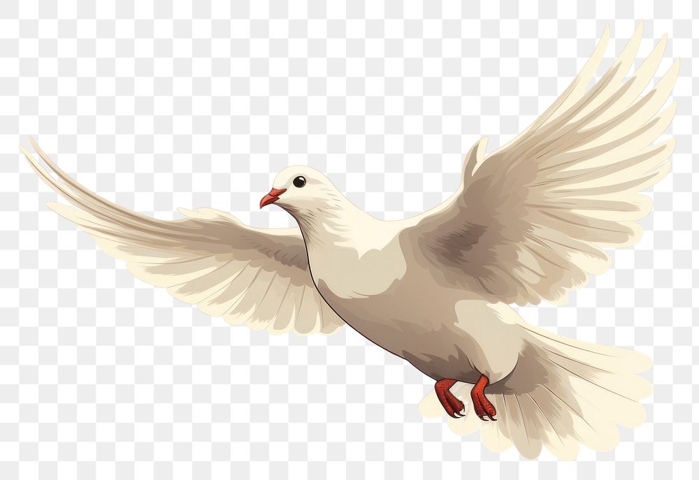PNG Animal white bird dove. AI generated Image by rawpixel.