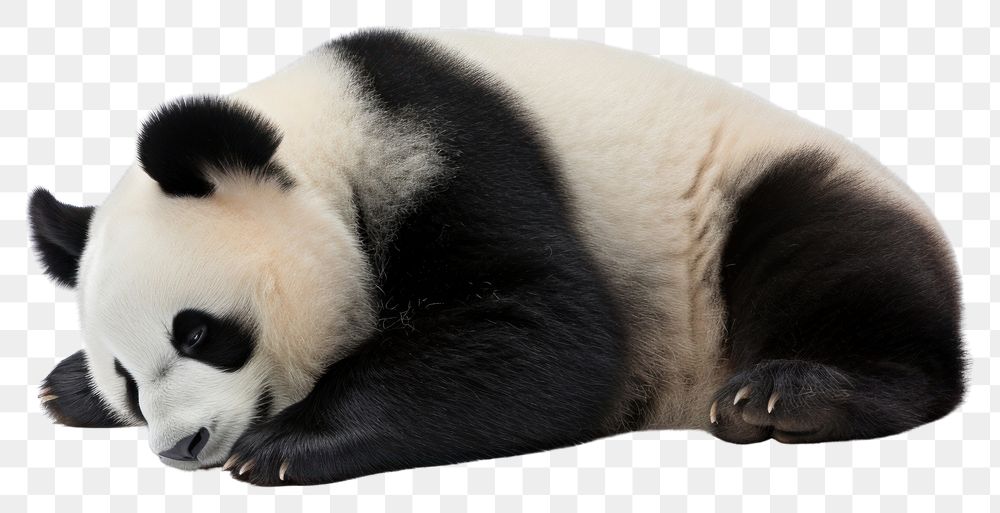PNG Wildlife animal mammal panda. AI generated Image by rawpixel.