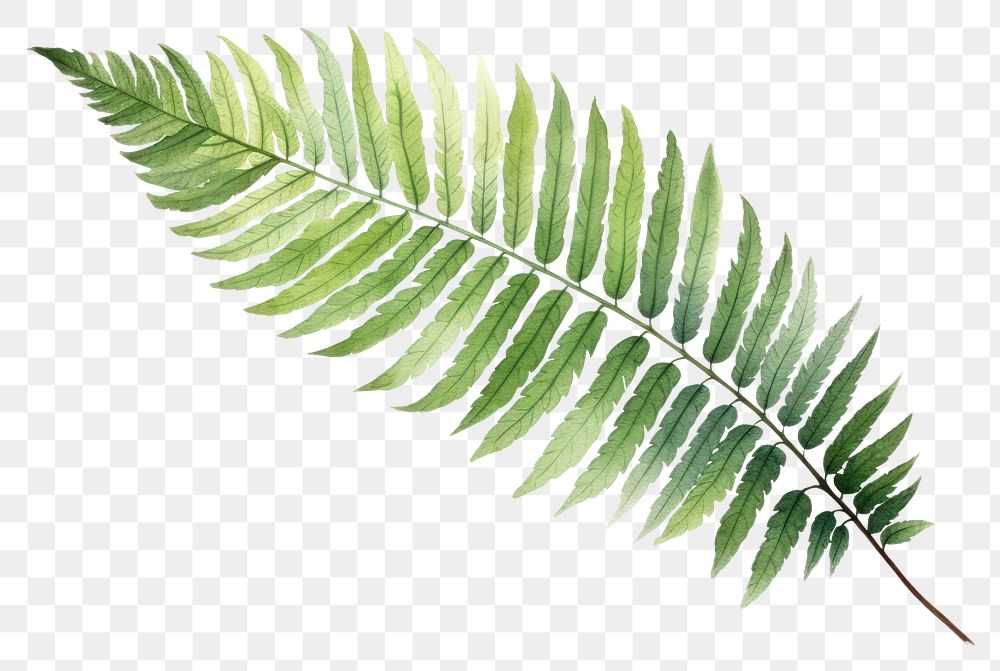 PNG Leaf fern plant freshness. AI generated Image by rawpixel.