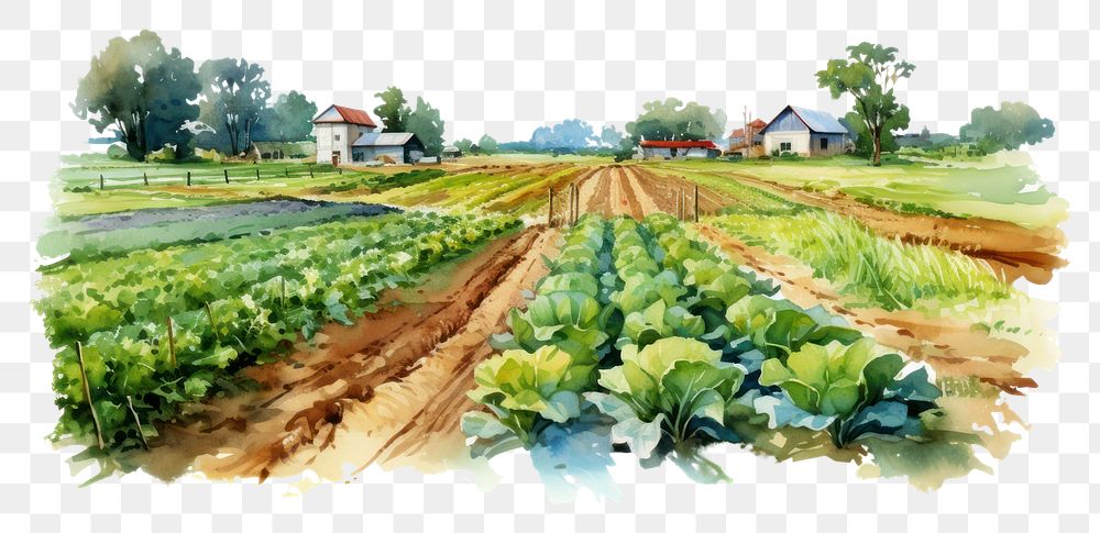 PNG Agriculture vegetable outdoors nature. AI generated Image by rawpixel.