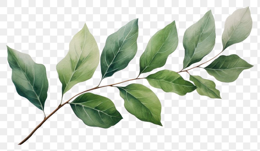 PNG Leaf plant tree freshness