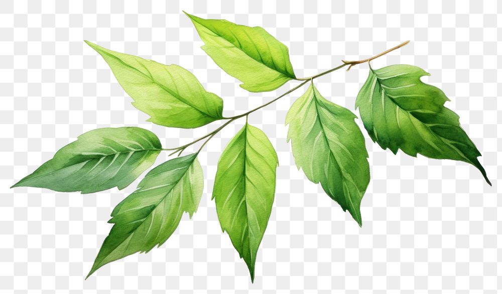 PNG Leaf plant green tree