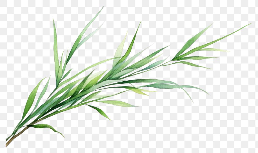 PNG Plant grass leaf freshness