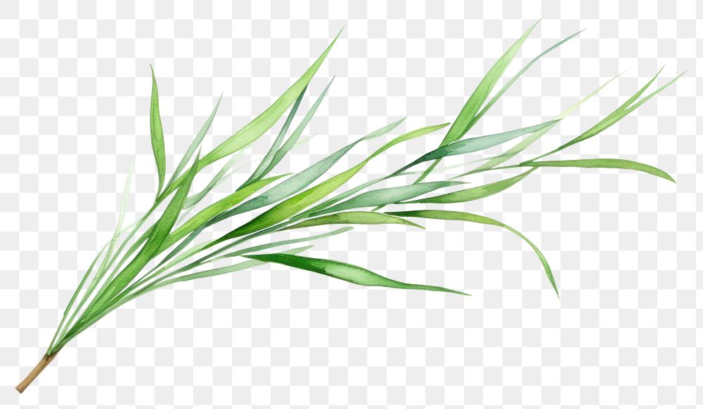 PNG Plant grass leaf freshness. 