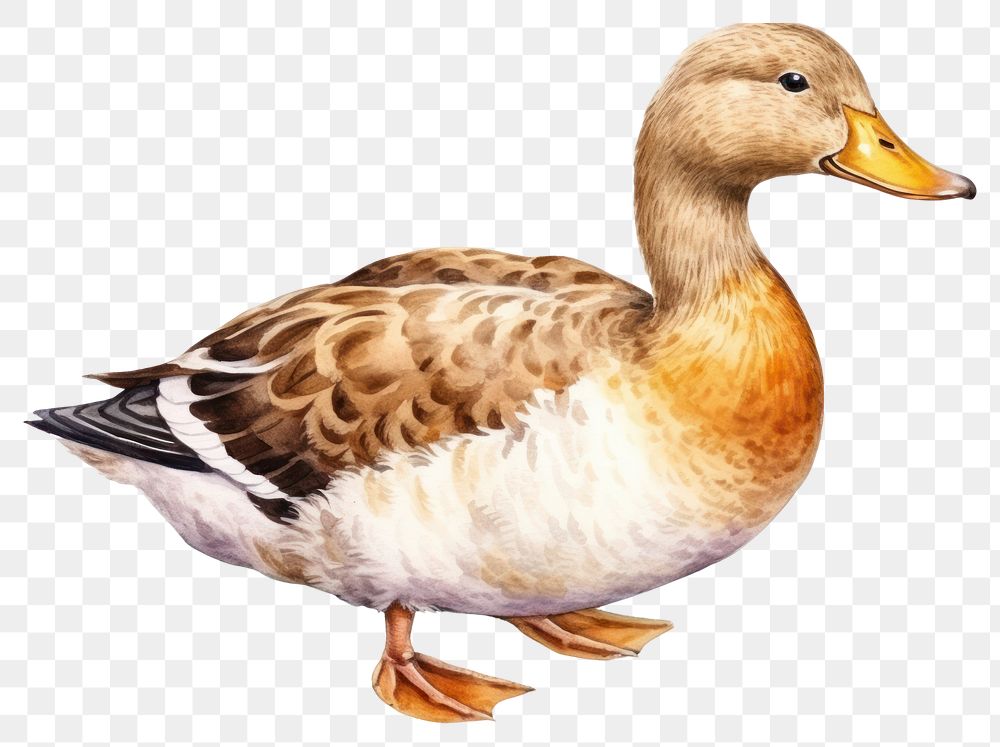 PNG Duck animal bird anseriformes. AI generated Image by rawpixel.