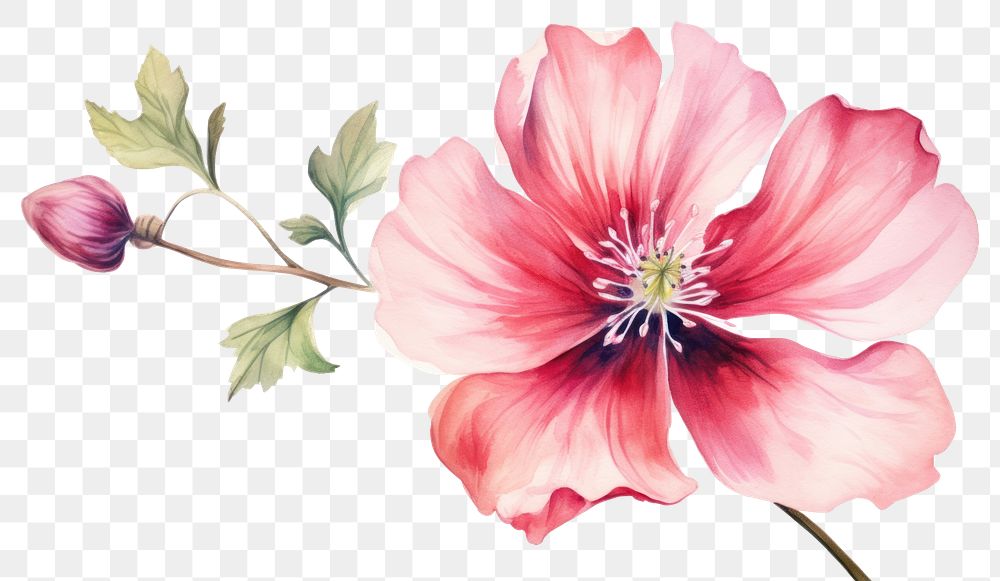 PNG Hibiscus blossom flower dahlia. AI generated Image by rawpixel.