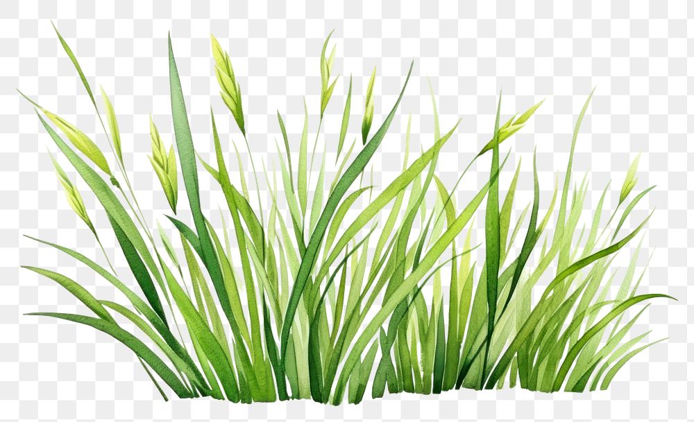 PNG Grass plant tranquility wheatgrass. 