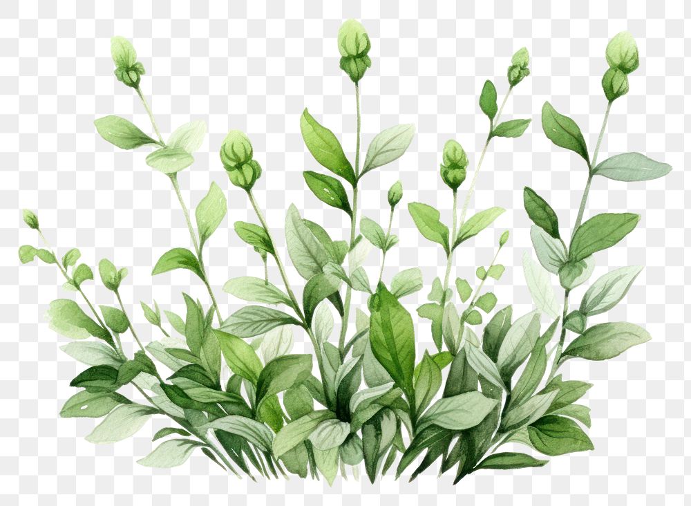 PNG Herbs flower plant leaf