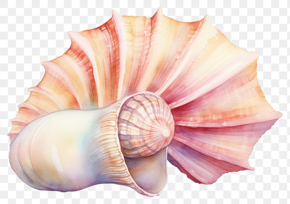 PNG Seashell conch clam invertebrate. AI generated Image by rawpixel.