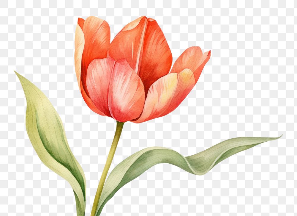 PNG Flower tulip plant inflorescence. AI generated Image by rawpixel.