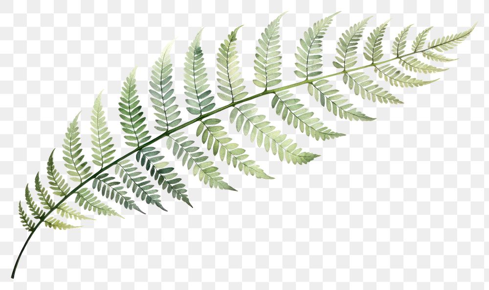 PNG Fern leaf plant nature. AI generated Image by rawpixel.