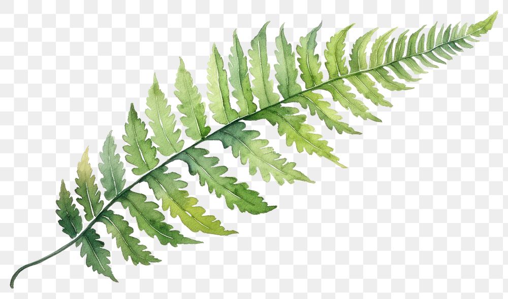 PNG Leaf fern plant freshness. AI generated Image by rawpixel.