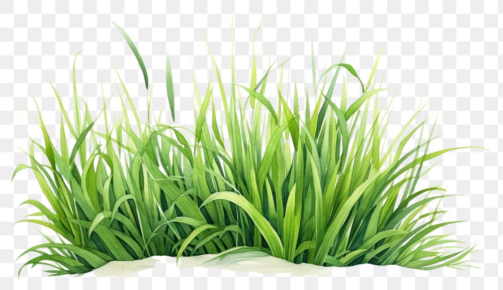 PNG Grass plant green tranquility. 