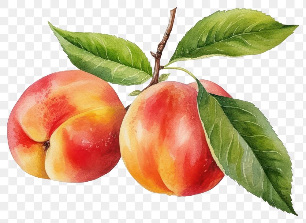 PNG Peach apple fruit plant. 