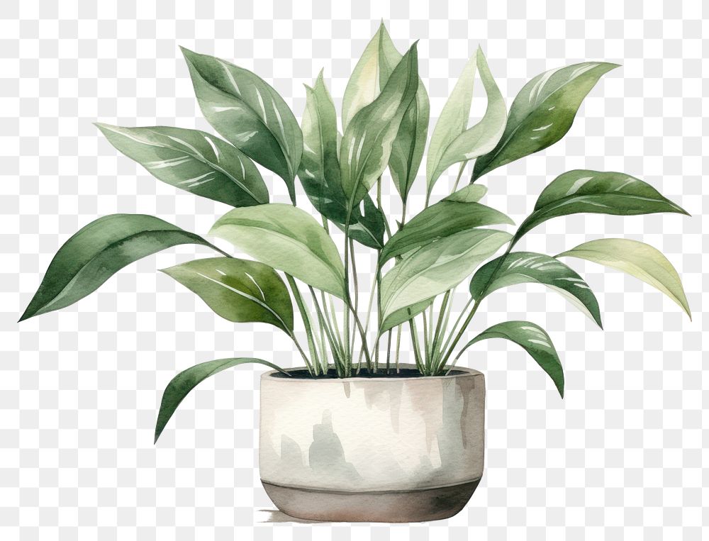 PNG Plant vase leaf houseplant. 