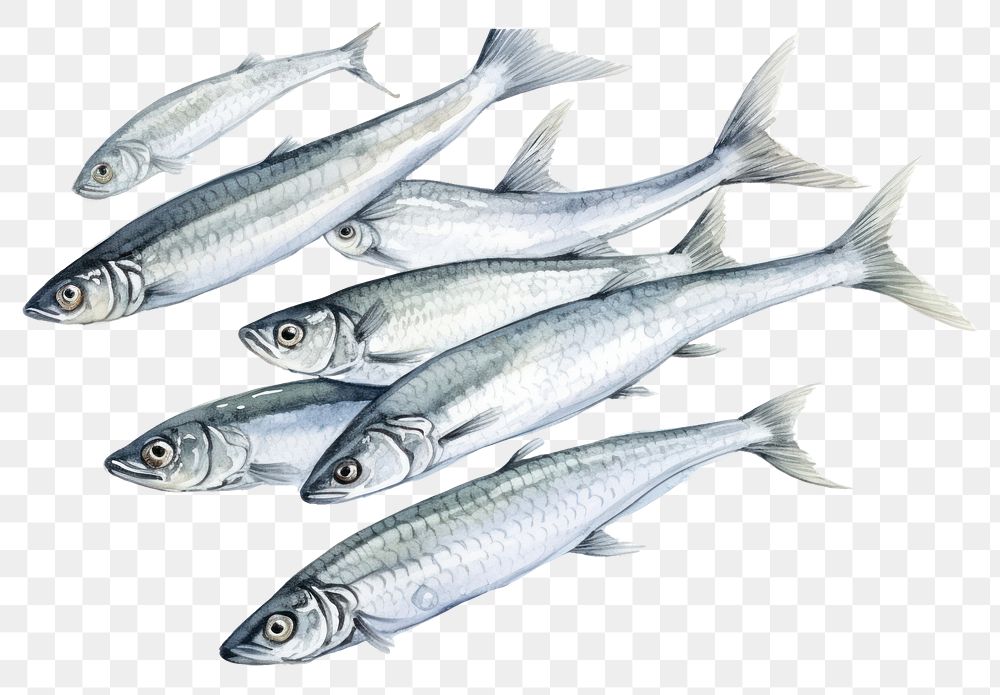 PNG Sardine seafood animal fish. AI generated Image by rawpixel.