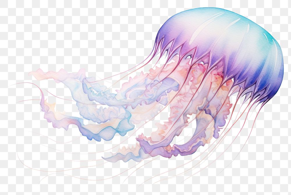 PNG Transparent jellyfish animal invertebrate. 