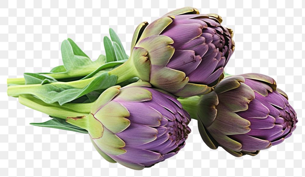 PNG Artichoke vegetable plant food. 