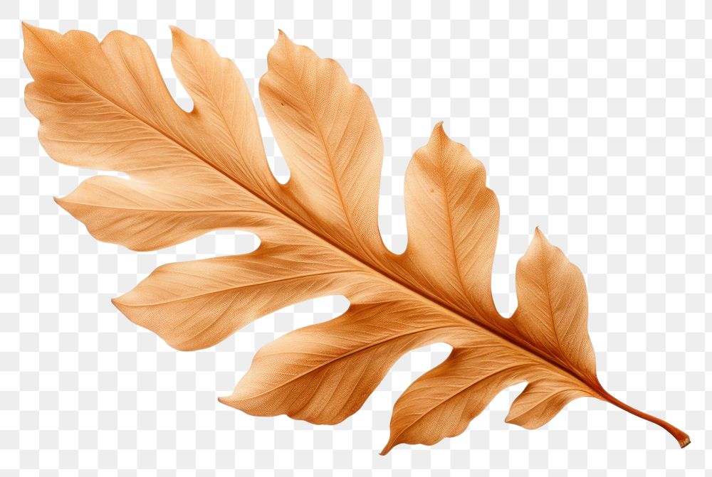 PNG Leaf plant brown transparent background. AI generated Image by rawpixel.