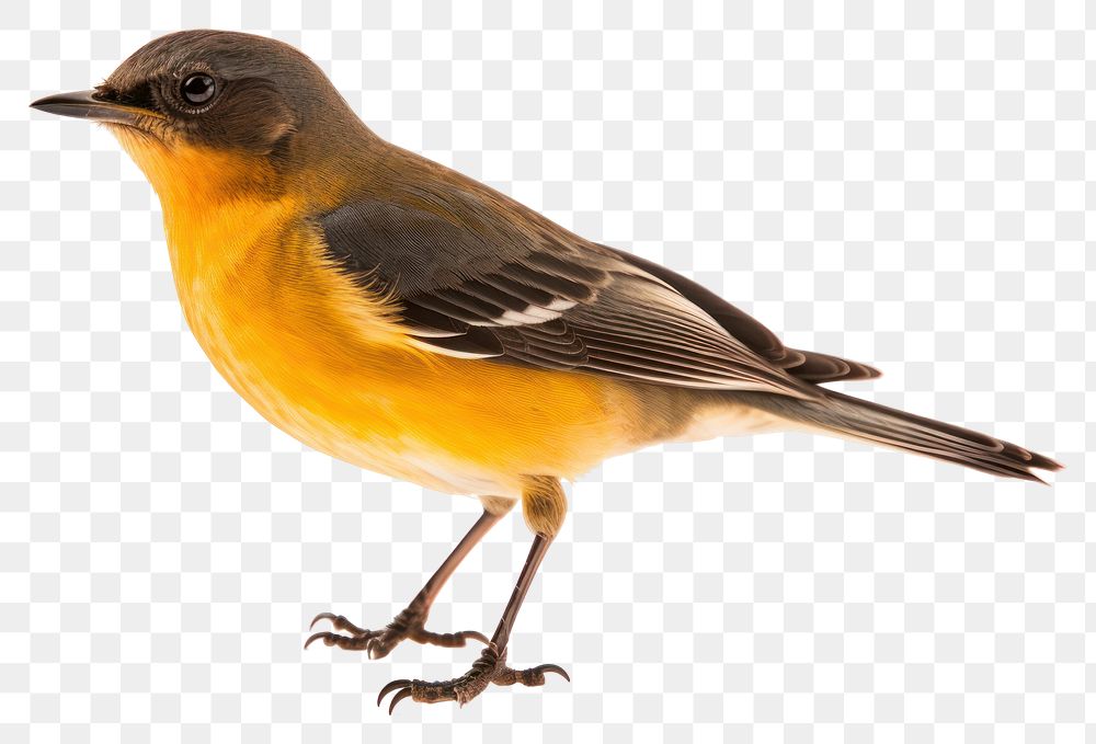 PNG Animal canary robin bird. 