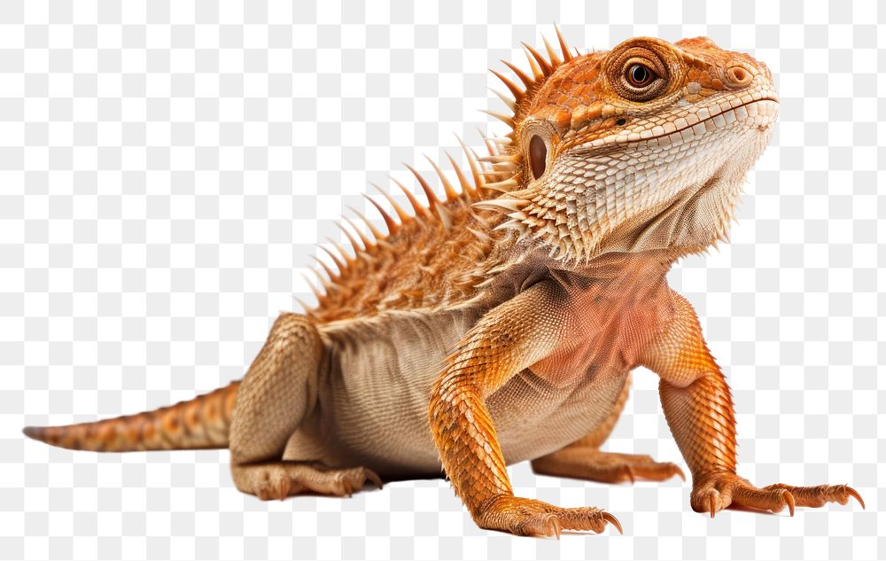 PNG Reptile animal iguana lizard. AI generated Image by rawpixel.