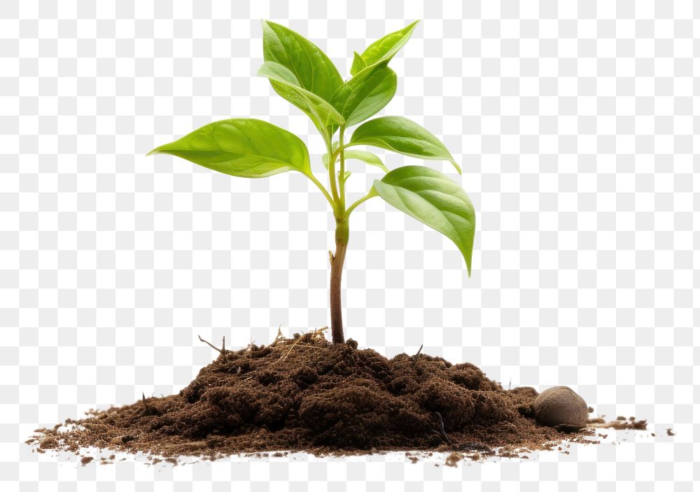 PNG Plant leaf soil agriculture