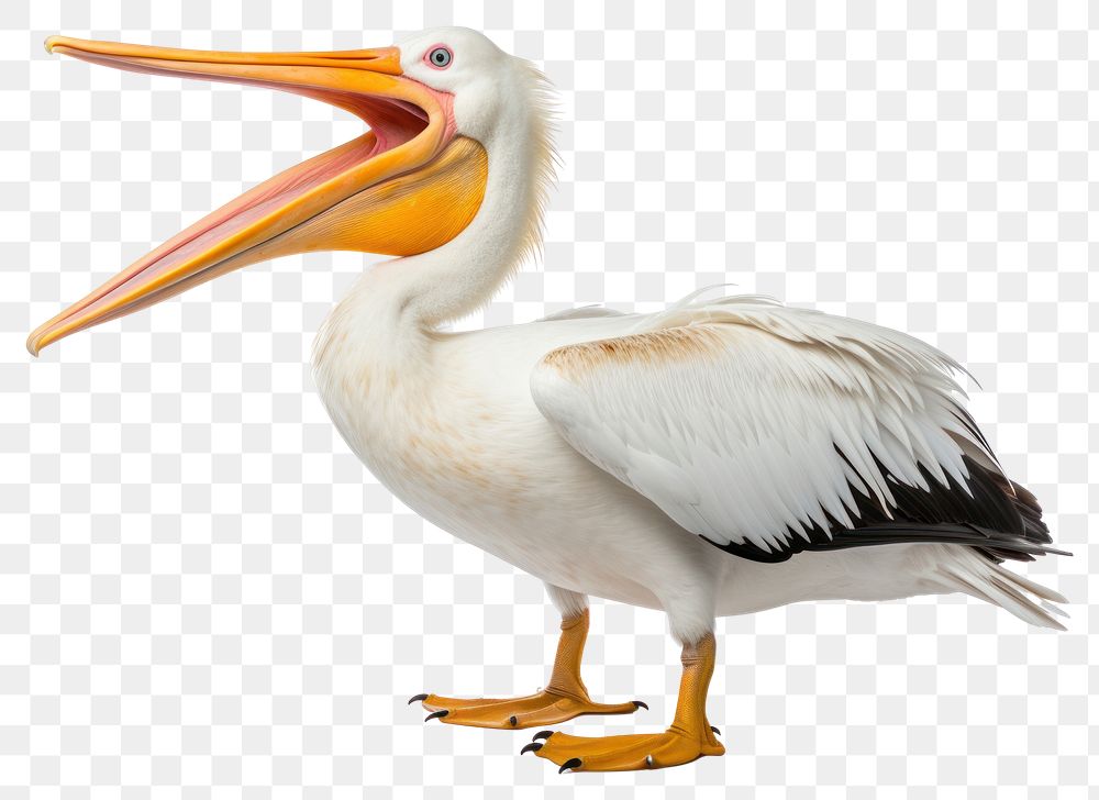 PNG Pelican animal bird white background