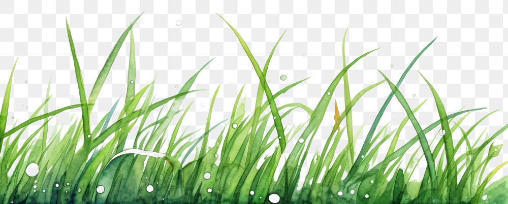 PNG Grass plant green lawn. AI generated Image by rawpixel.