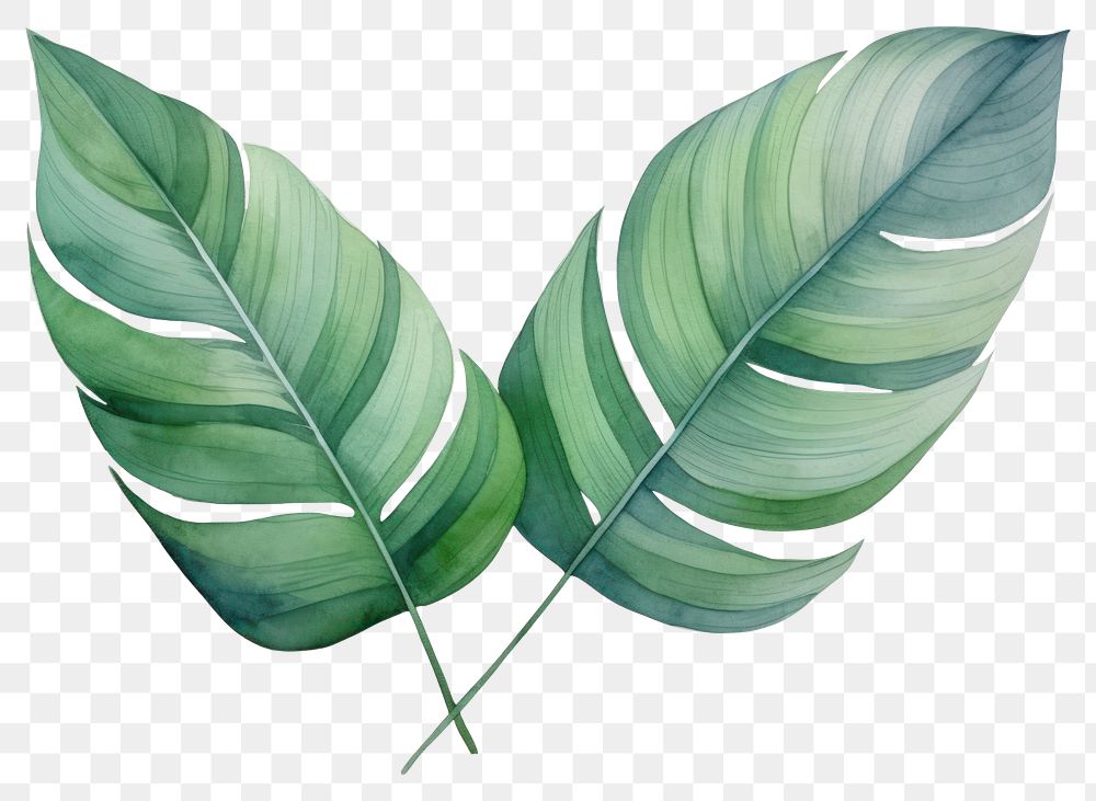 PNG Plant leaf freshness pattern. 